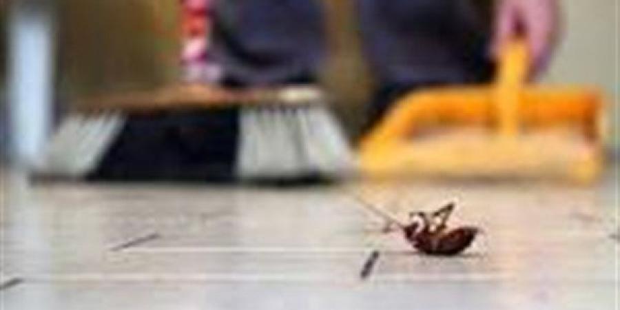 رئيس قسم الحشرات بعلوم القاهرة: النظافة الشاملة بعد العواصف "ضرورة".. تحمي من العقارب