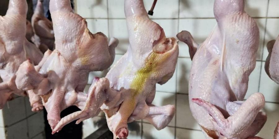 أسعار الدواجن والطيور بأسواق بورسعيد اليوم السبت 4 أبريل 2026