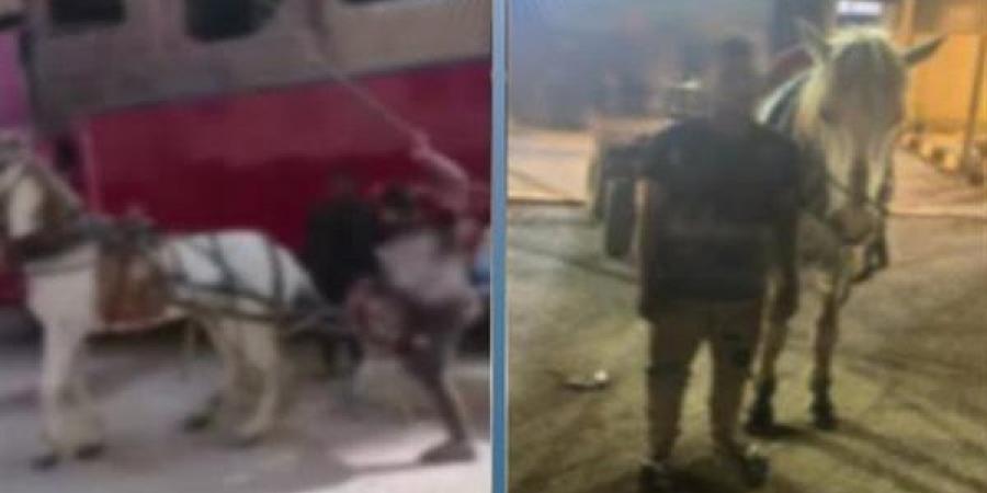 الداخلية تضبط المتهم بضرب حصان بكرباج في القليوبية