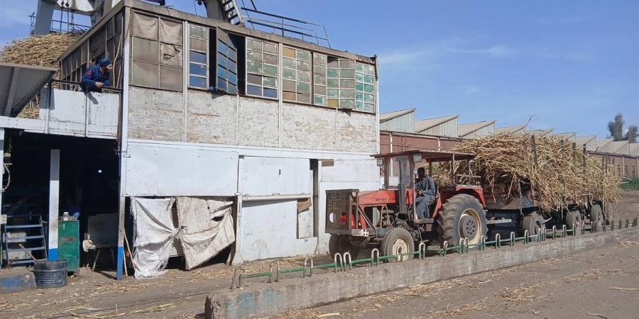 صرف المستحقات وسعر الطن وفوائد البنك الزراعى.. أزمات تلاحق مزارعي القصب بقنا