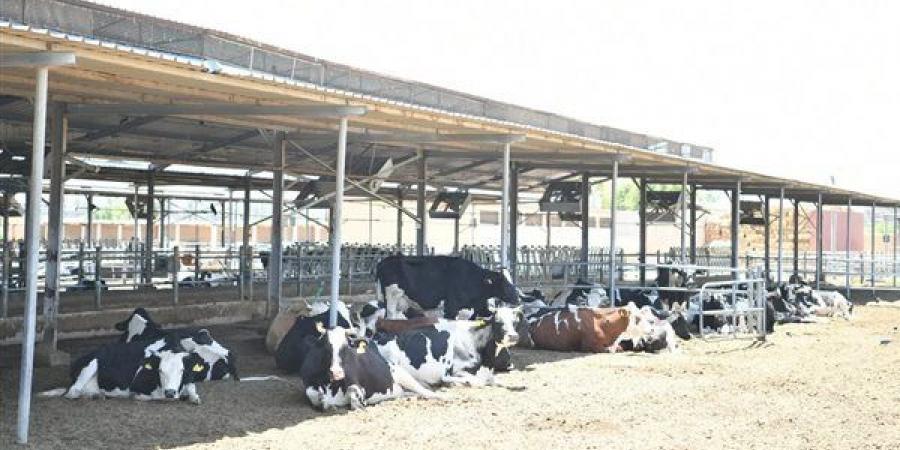 تحصين 26 ألف رأس ماشية في قنا