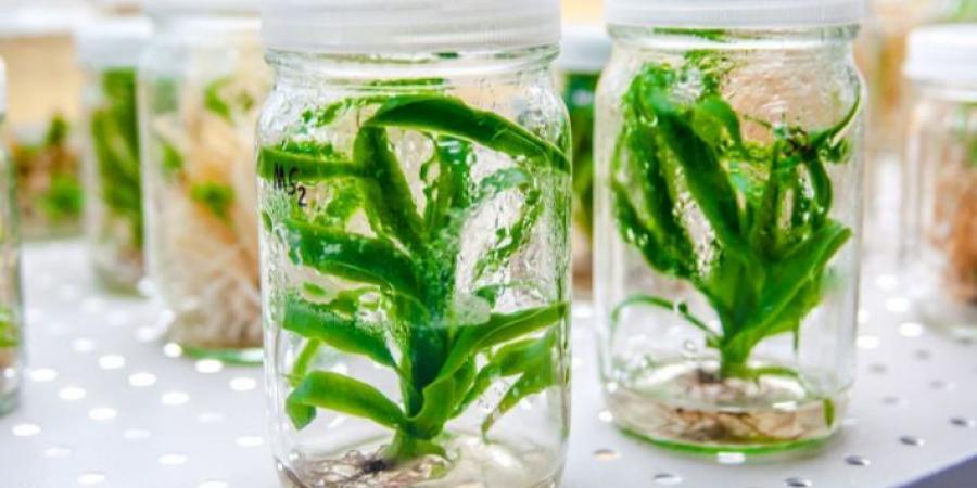 استنساخ النباتات.. فعل مُحرم أم فرصة علمية لاستدامة الحياة؟