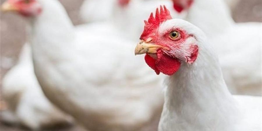 سعر الفراخ البيضاء للمستهلك.. أسعار اليوم الأحد في الأسواق