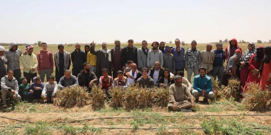 بمساحة 18 ألف فدان..محافظ المنيا يشهد حصاد «الثوم» بأبوقرقاص