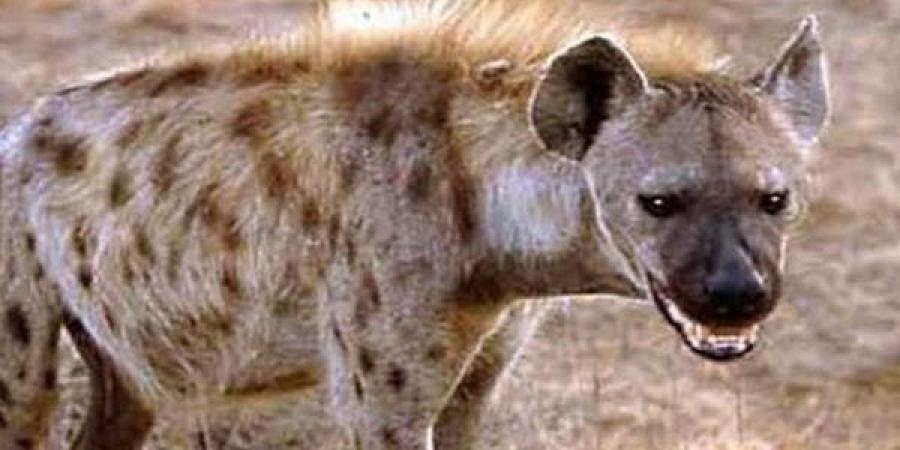 حكم الشرع في أكل الضبع