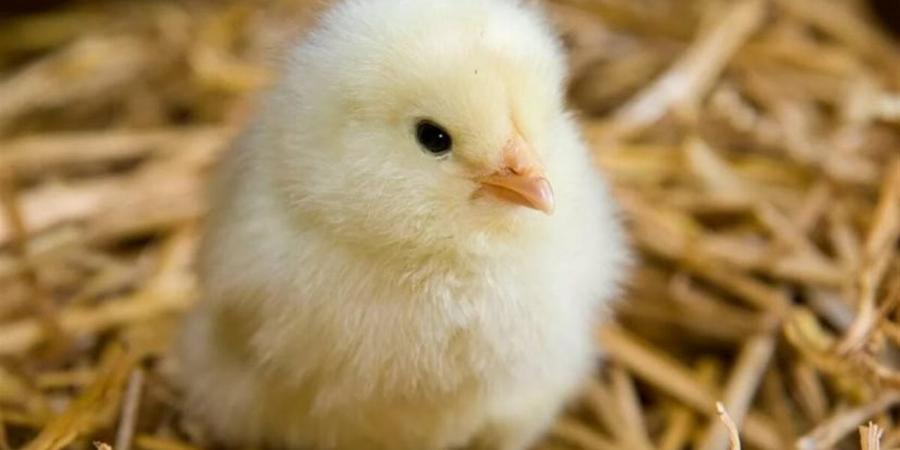 أسعار الكتاكيت بالإسماعيلية اليوم