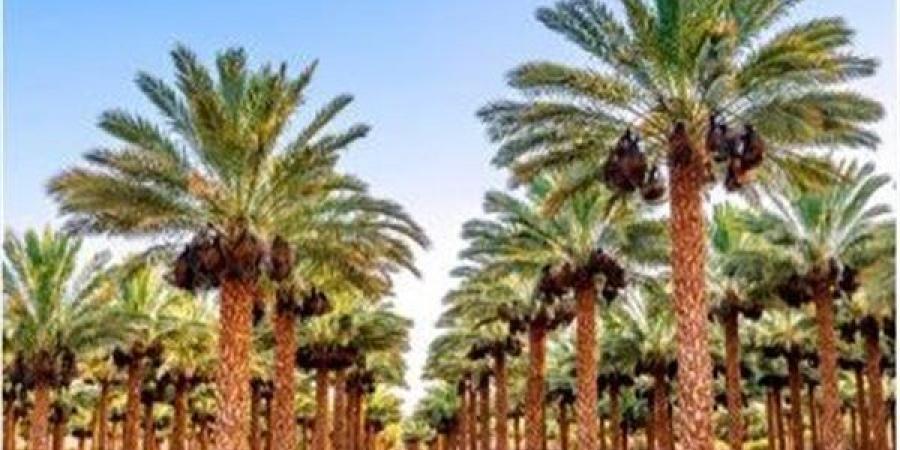 حملات لمكافحة سوسة النخيل في قنا