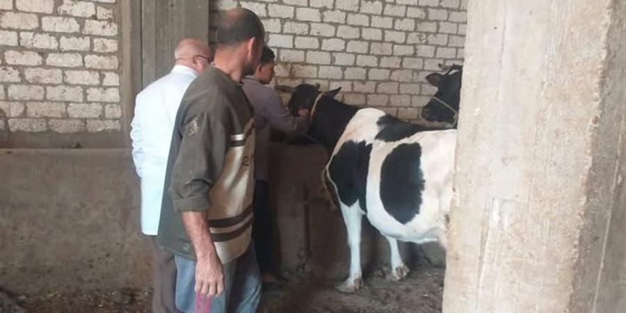 تكثيف حملات التحصين ضد الجلد العقدي للأبقار وجدري الضأن في البحيرة