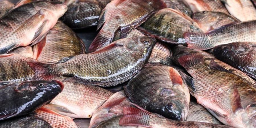 أسعار السمك اليوم الثلاثاء 7 إبريل 2026 في الأسواق المصرية