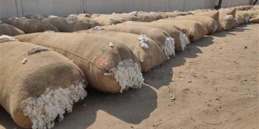 أسعار القطن اليوم الثلاثاء 7 أبريل 2026 في مصر