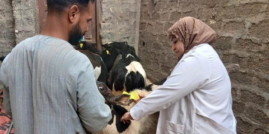 توعية لمربي الماشية بالتزامن مع الحملة القومية لتحصين الأبقار بالاسماعيلية