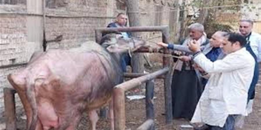 قافلة بيطرية مجانية للكشف على الماشية في سوهاج