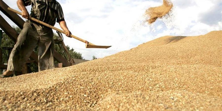 زراعة المنيا: مؤشرات إيجابية لإنتاجية محصول القمح هذا الموسم