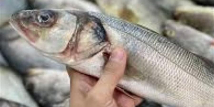 أسعار الأسماك اليوم في الوادي الجديد الثلاثاء 7 أبريل 2026