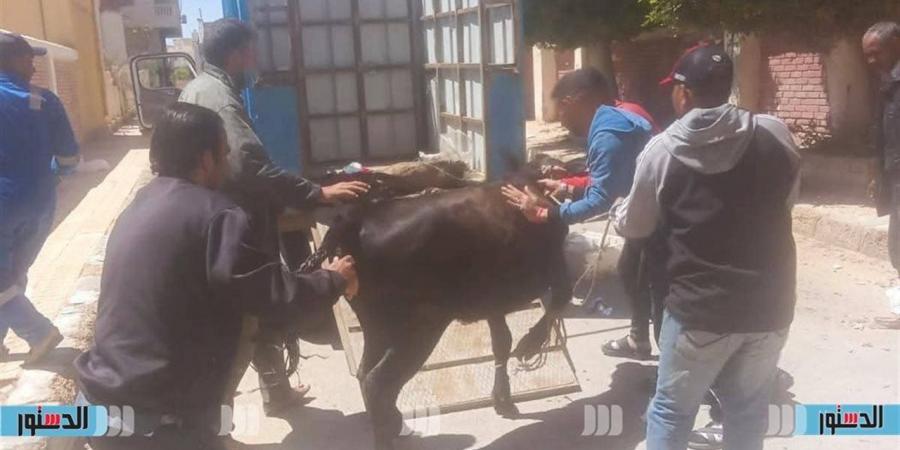 حملة مكبرة لضبط الماشية المتجولة بشوارع مرسى مطروح