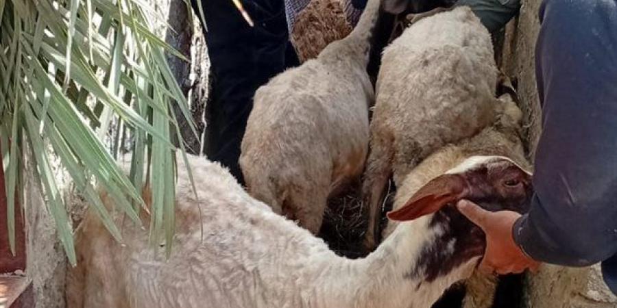 محافظ الدقهلية يتابع جهود الطب البيطري في تسيير قوافل طبية بيطرية