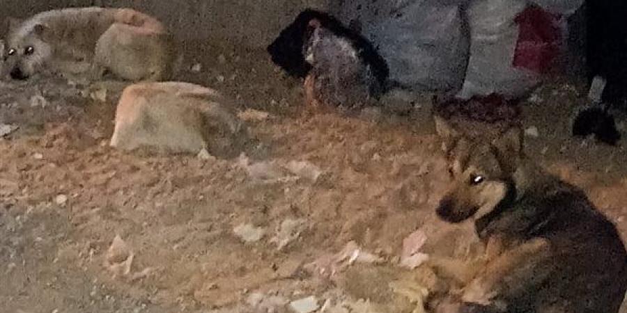 استغاثة إلى الهيئة العامة للخدمات البيطرية : انتشار الكلاب الضالة بحدائق الأهرام القديمة