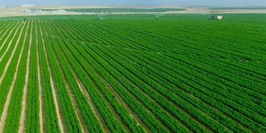 زيادة 23% في الرقعة الزراعية.. CNN تكشف كواليس المشروع الأضخم في مصر