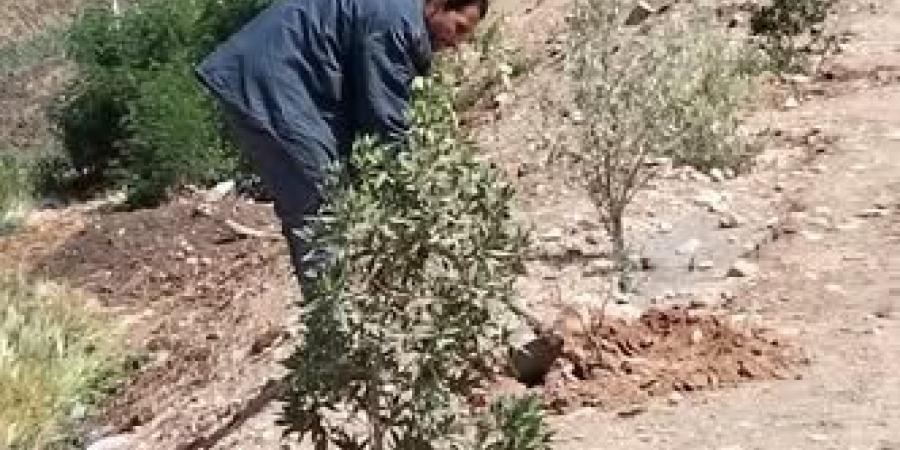 زراعة 210 شتلات متنوعة بمراكز المنيا