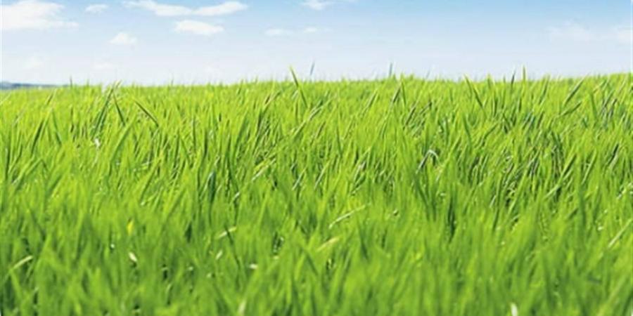 الوادي الجديد "سلة غلال مصر".. زراعة 412 ألف فدان قمح خلال موسم 2026