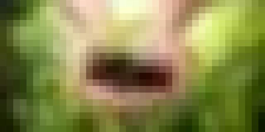 وزارة الفلاحة تطلق قرض المورد لتمويل اقتناء منتجات الحماية النباتية، دعمًا لموسم الحبوب 2025-2026