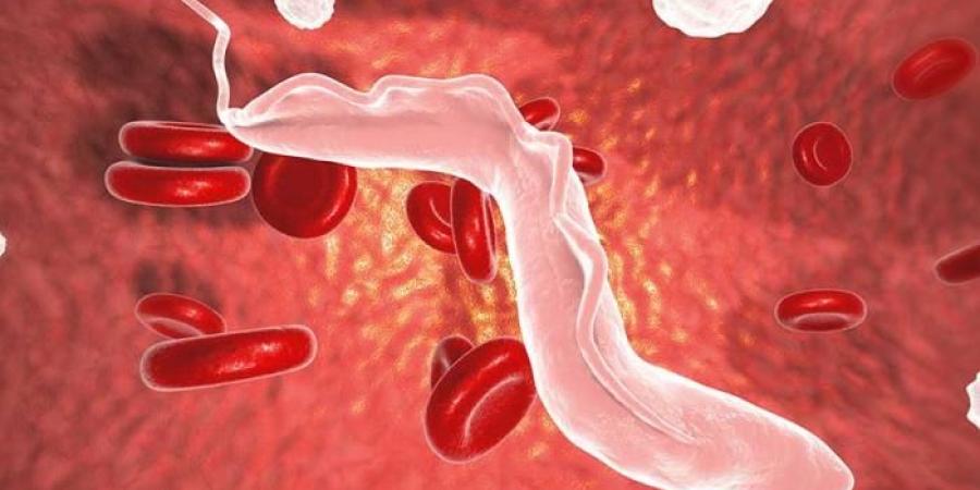 طبيب يحذر.. طفيليات ينقلها البعوض للإنسان