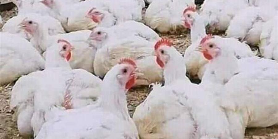 الدواجن تعاود الهبوط بالأسواق مع توقعات باستقرار الأسعار خلال الفترة المقبلة