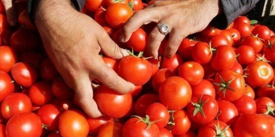 بعد موجة الغلاء.. الزراعة: الطماطم تهبط 10 جنيهات خلال أيام