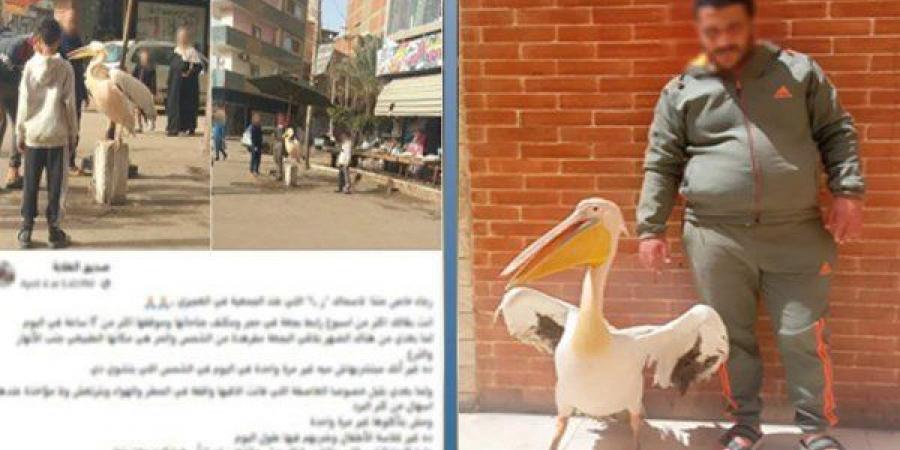 ضبط صاحب محل بالغربية لتكبيله "بجعة" أمام المحل لجذب الزبائن