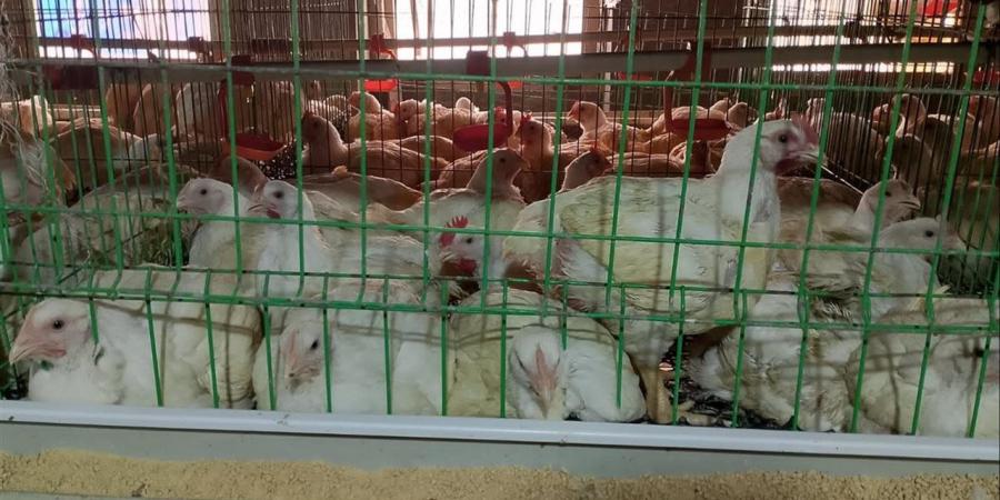 حملات مكثفة على مزارع الدواجن ومتابعة انتظام العمل في الجيزة