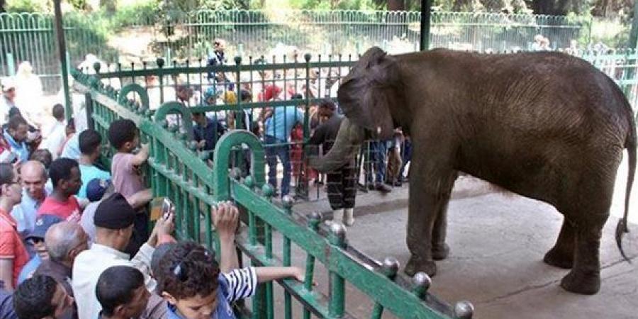مظاهر الرفق بالحيوان في الإسلام وأهمية الإحسان إليهم وقت الذبح