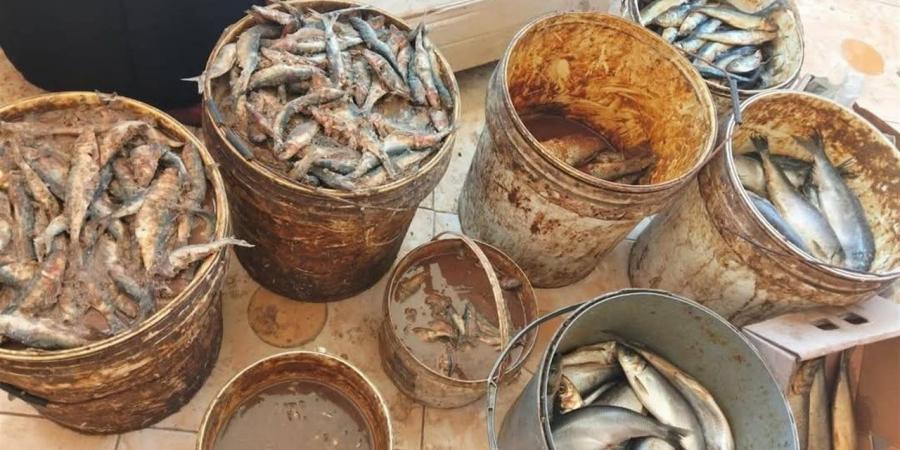 حملات مكثفة تضبط أكثر من 700 كيلو فسيخ ورنجة وسردين وتحرر 130 محضرًا تموينيًا بالمنوفية