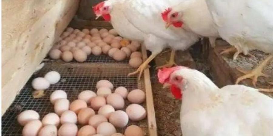 صدمة في أسعار الدواجن والبيض اليوم.. التفاصيل كاملة