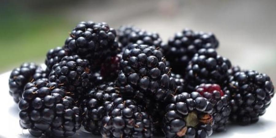 هل تناول التوت مفيد لصحة القلب؟