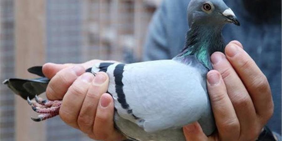 قصة غريبة وطريفة.. حمامة زاجلة تتفوق على سرعة الإنترنت