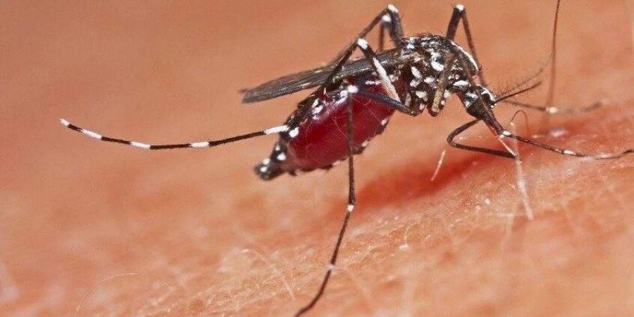 بعوض ينقل طفيليًا نادرًا يتحرك تحت الجلد.. تحذيرات من داء الديدان