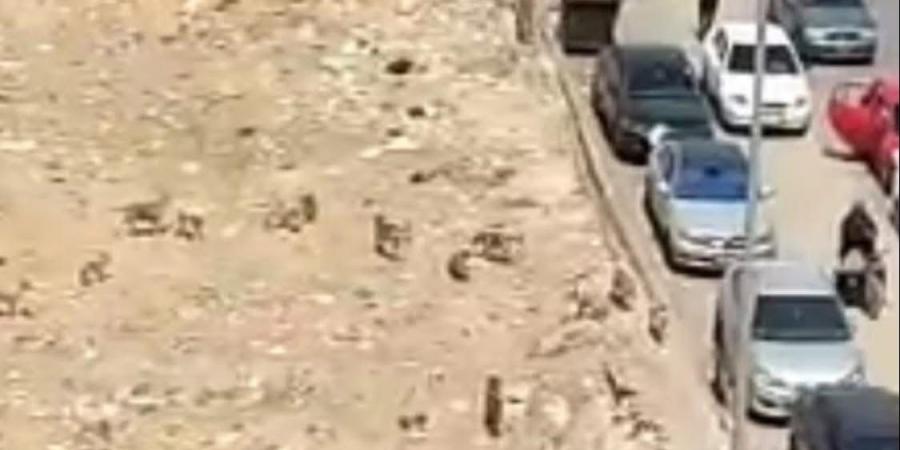 رصدتها كاميرات المراقبة.. أول صورة لمطاردة الكلاب الضالة لطفل السويس