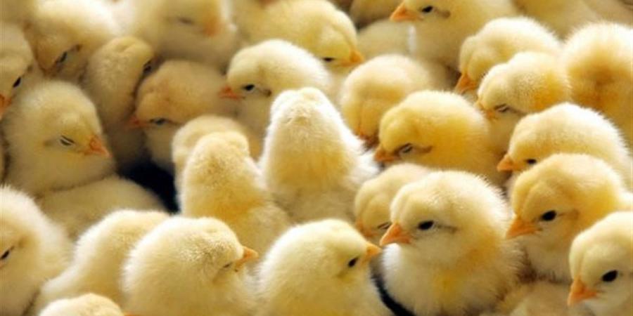 أسعار الكتاكيت والبط والرومي اليوم في أسواق الدقهلية