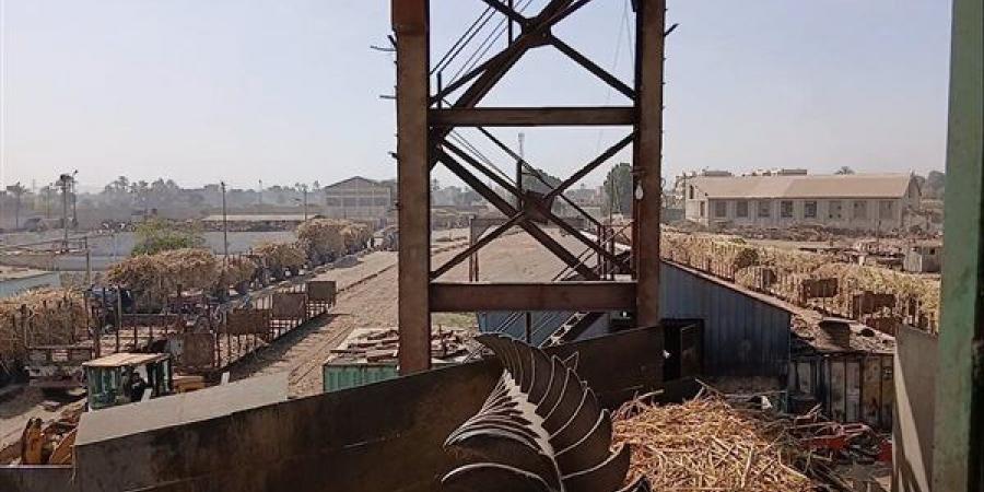 ننشر موعد صرف مستحقات مزارعي قصب السكر