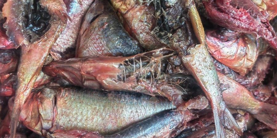 قبل شم النسيم.. ضبط 25 كجم سردين فاسد في الفيوم