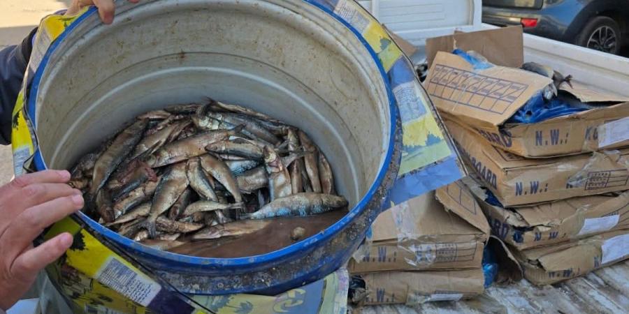 ضبط 105 كيلو سردين غير صالح للاستهلاك بالفيوم