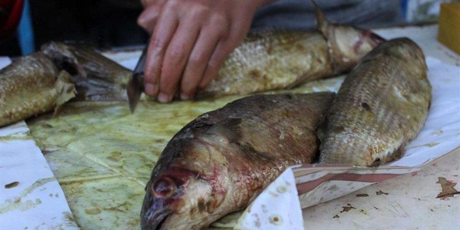 "الزراعة" تكثف حملاتها للرقابة على أسواق الأسماك المملحة وتقدم إرشادات عاجلة للمواطنين للتأكد من جودة وسلامة المنتج