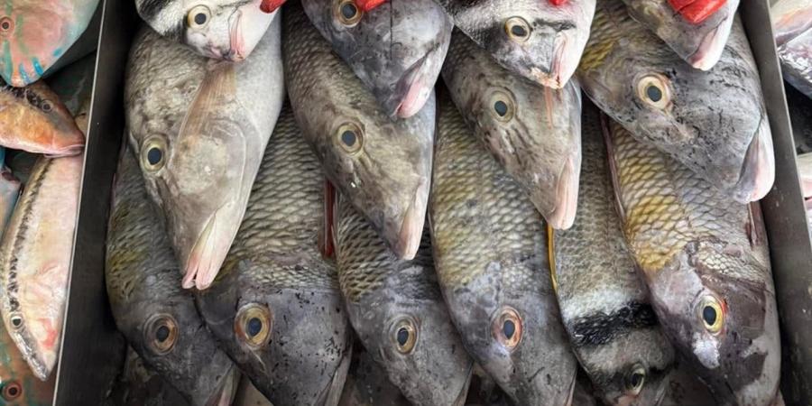 أسعار الأسماك في أسواق سوهاج اليوم الأحد 12 أبريل 2026
