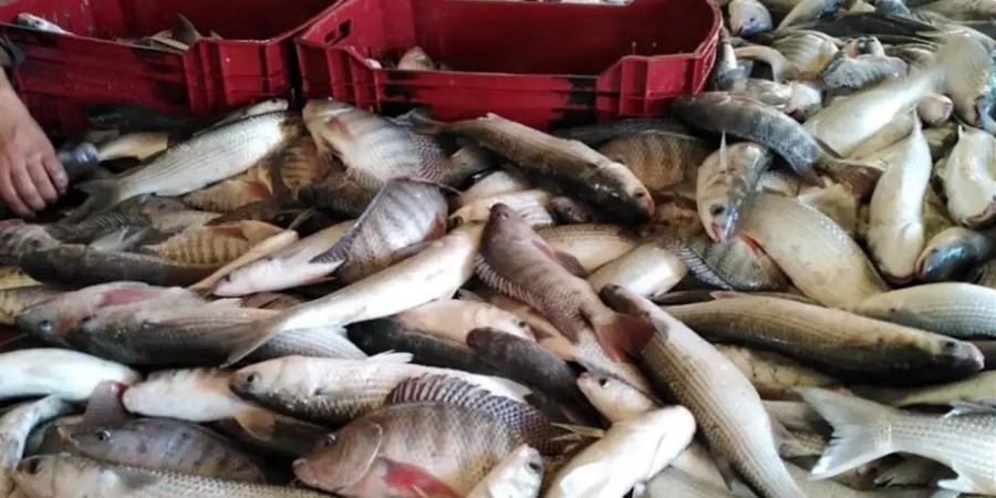 أسعار الأسماك والمأكولات البحرية في أسواق محافظة الغربية اليوم