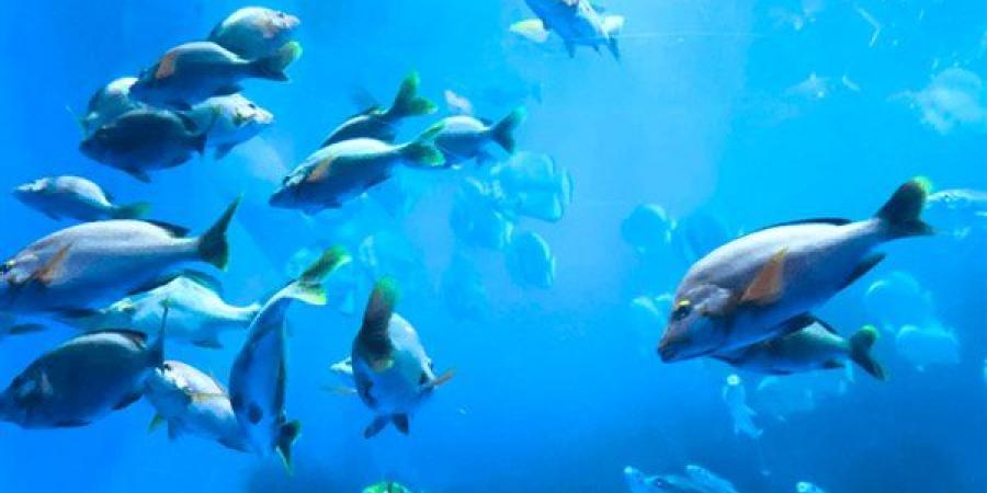 ما حكم أكل سمك القراميط أو السلور؟ وهل صح أنه خنزير البحر وأكله حرام ؟