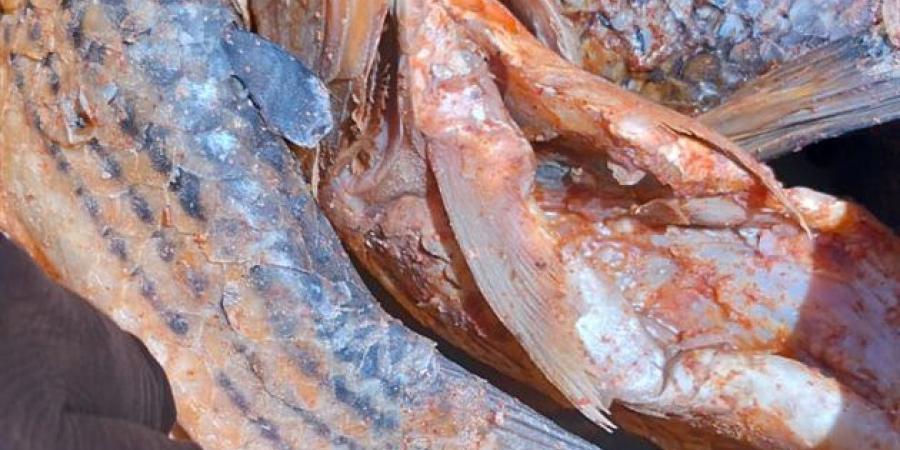 محافظ أسيوط: ضبط 850 كجم أسماك مملحة فاسدة