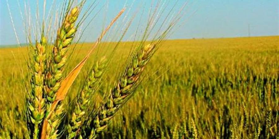 "زراعة الجيزة": تشكيل لجان استلام القمح والالتزام بالضوابط المنظمة