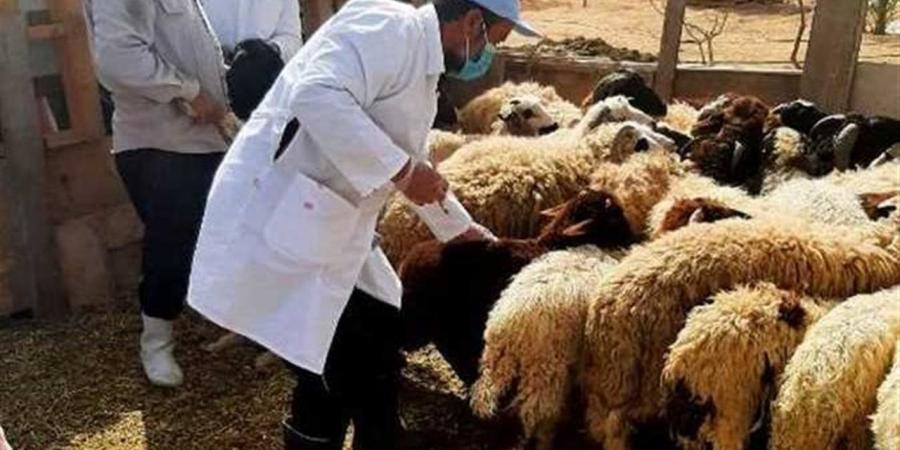 الطب البيطري بسوهاج يطلق برامج إرشادية ويُسلّم دفعة أغنام بمشروع "باب أمل"