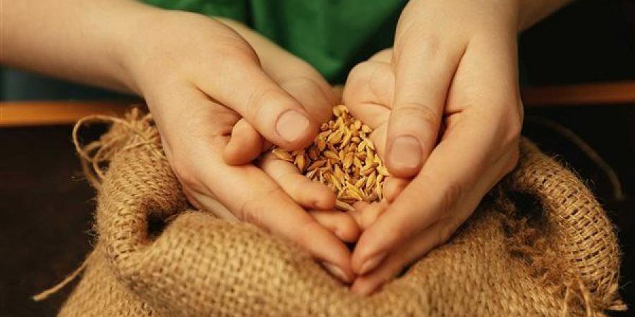 بدء موسم توريد القمح المحلي غدا وتجهيز 400 نقطة استلام على مستوى الجمهورية