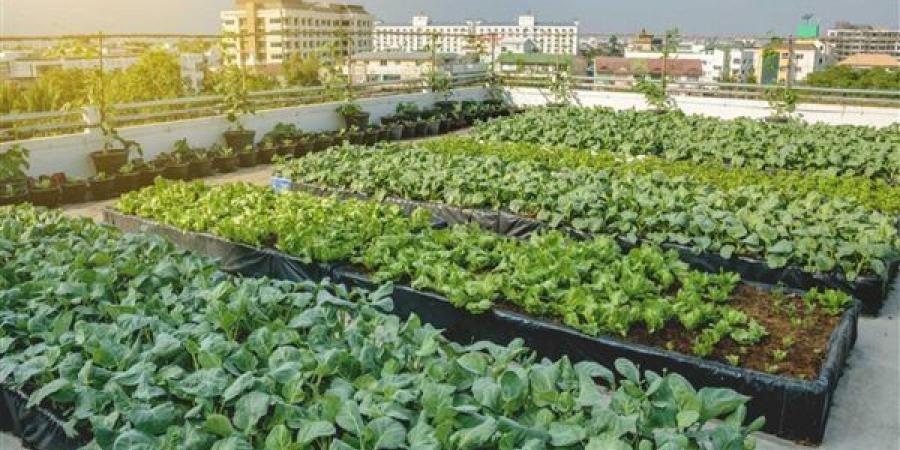 هل تساهم زراعة أسطح المنازل في تحقيق الاكتفاء الذاتي للأسر المصرية (شاهد)